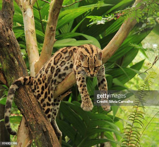 ocelot (leopardus pardalis) lying on branch, costa rica - mamífero fotografías e imágenes de stock