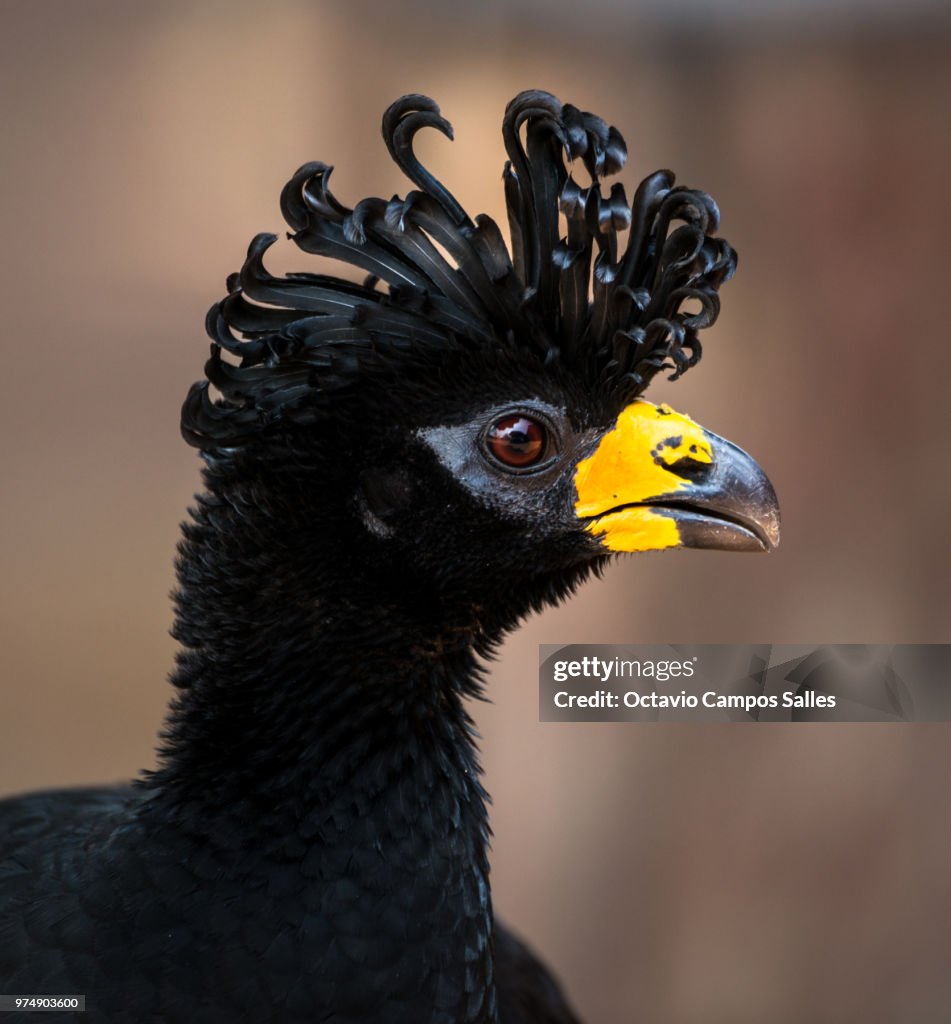 A bare-faced curassow.
