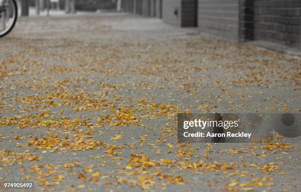 Un Rustle 188 Rustle Stock Photos, High-Res Pictures, and Images - Getty Images