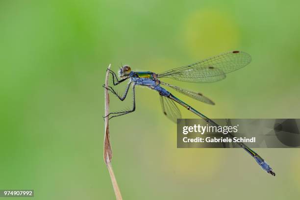 emerald damselfly (lestes sponsa) on plant, ahlenmoor, lower saxony, germany - sponsa stock pictures, royalty-free photos & images