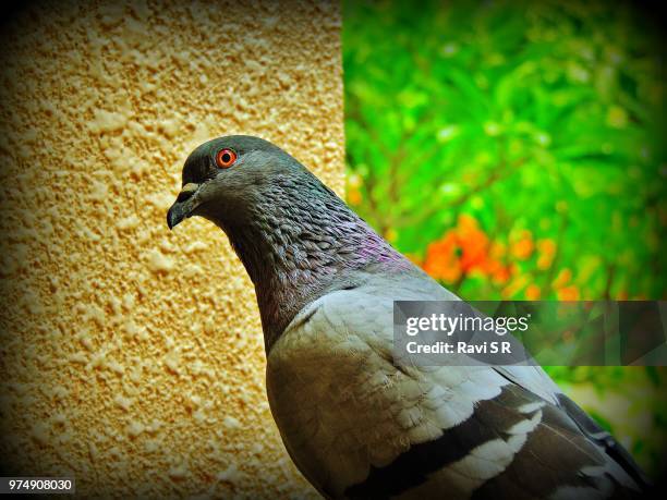 you've got mail !! - pigeon mail stock pictures, royalty-free photos & images
