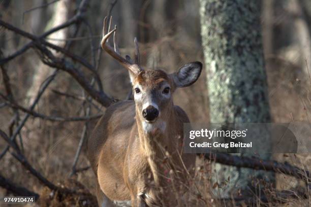 475 Deer Rack Stock Photos, High-Res Pictures, and Images - Getty Images