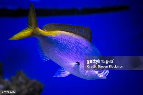 le poisson bleu - bleu marine foto e immagini stock
