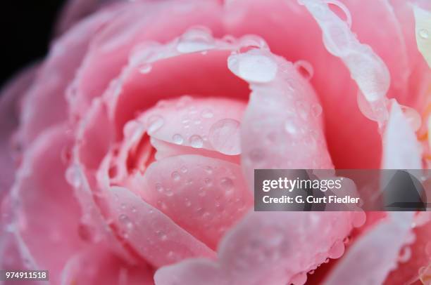 pink layers - camellia bush stock-fotos und bilder