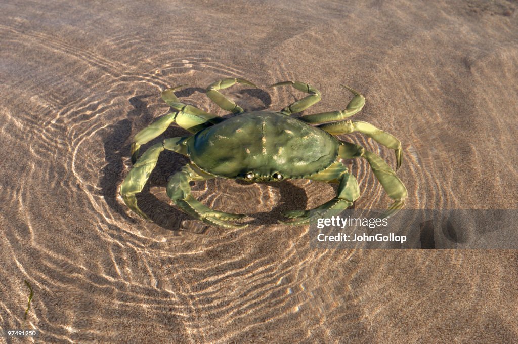 Crab