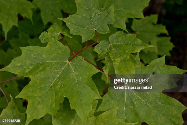 feuilles vertes - feuilles vertes stock pictures, royalty-free photos & images