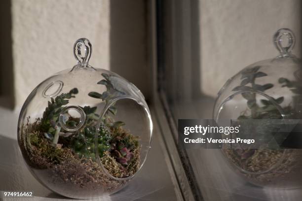 reflejo - terrarium - reflejo foto e immagini stock