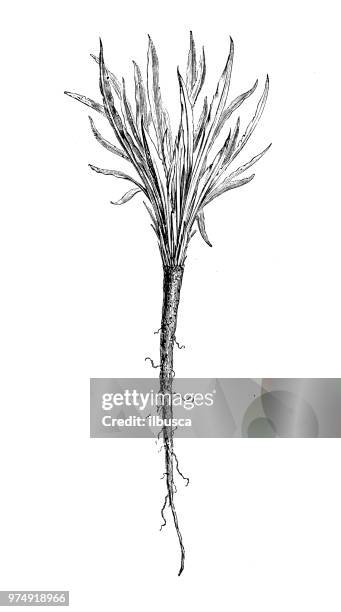 botany plants antique engraving illustration: scorzonera hispanica, black salsify, spanish salsify - scorzonera hispanica stock illustrations