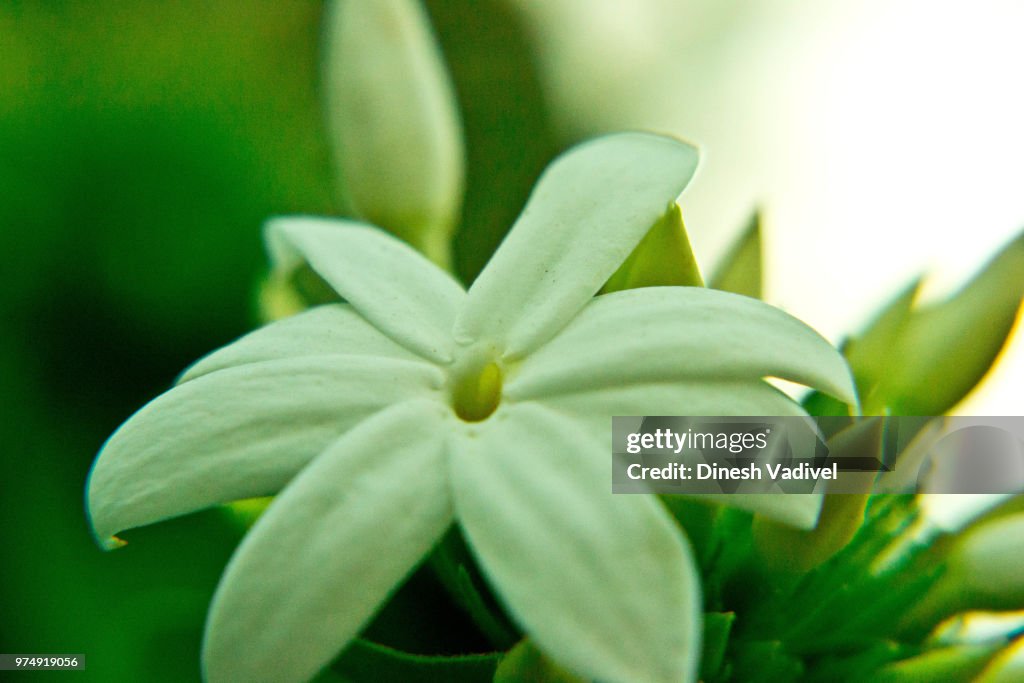 White Flower