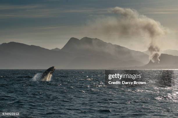 southern right whale (eubalaena australis) jumping out of sea, hermanus, western cape, south africa - océano atlántico sur fotografías e imágenes de stock