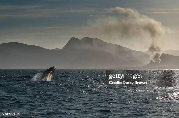 southern right whale (eubalaena australis) jumping out of sea, hermanus, western cape, south africa - south atlantic ocean stock pictures, royalty-free photos & images