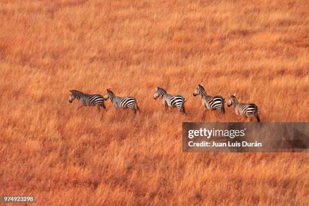 herd of zebras walking acrosssavanna, masai-mara, kenya - zebra africa stock-fotos und bilder