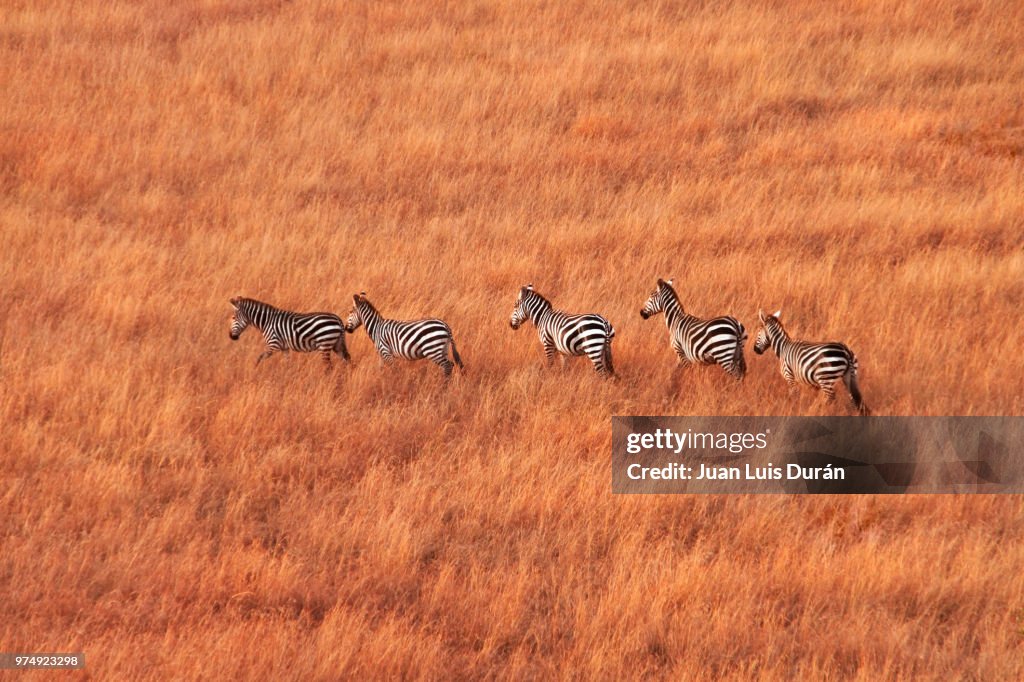 Herd of zebras walking acrosssavanna, Masai-mara, Kenya