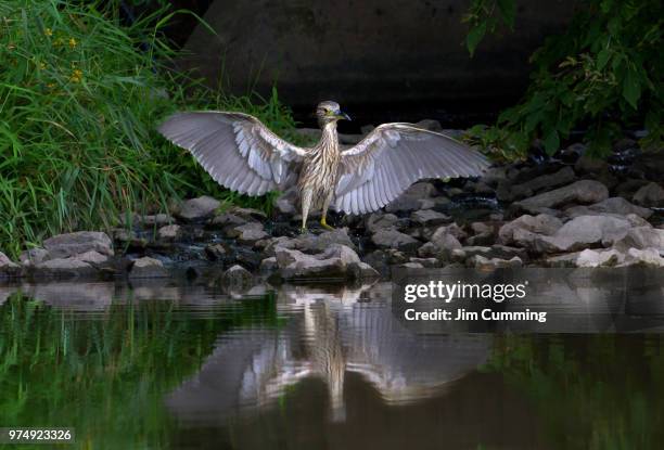 flasher - night heron - flasher fotografías e imágenes de stock