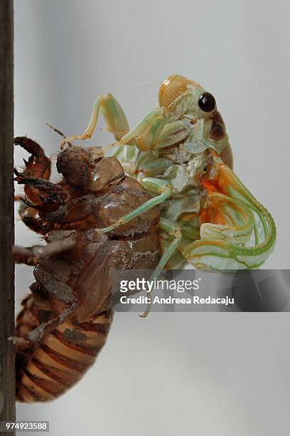 cicadae - mue photos et images de collection