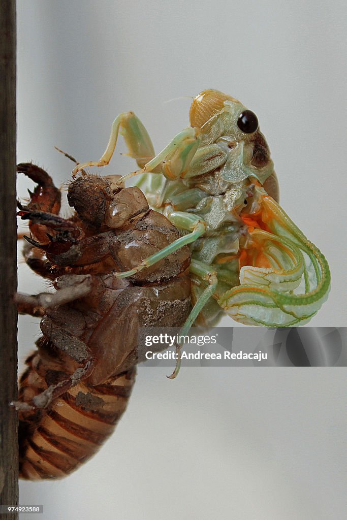 Cicadae