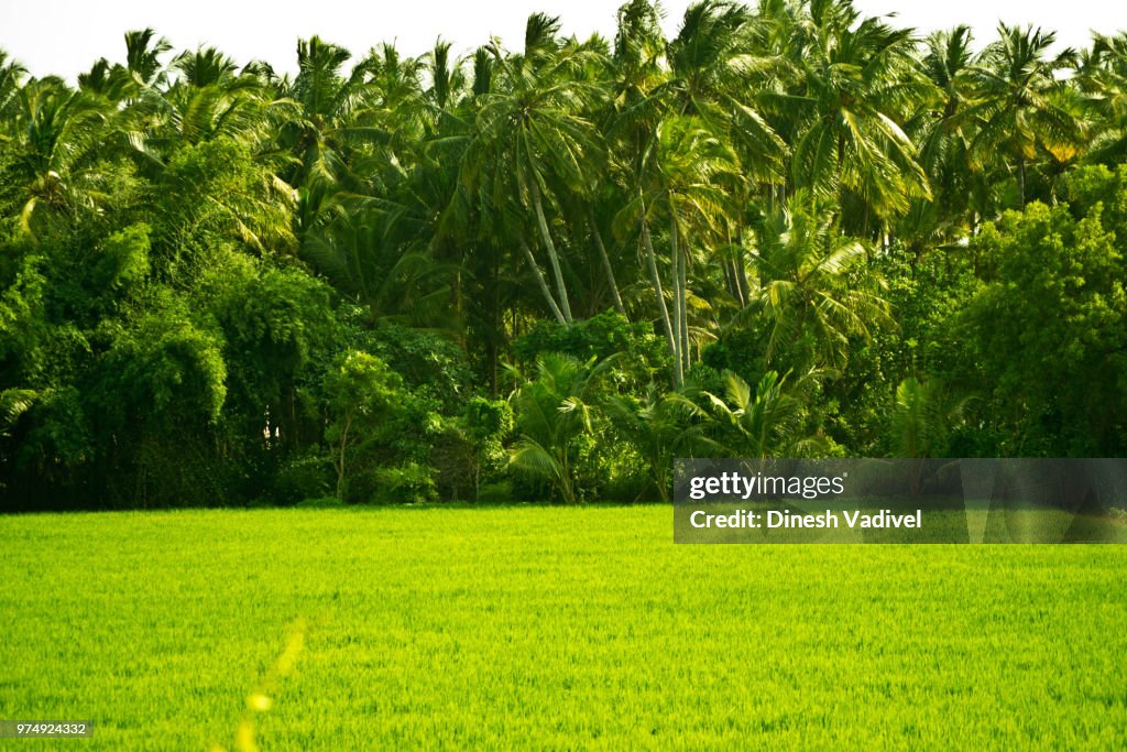 Green nature