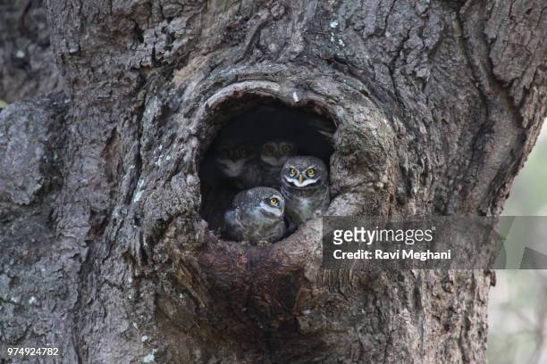 four spotted owlets (athene brama) in hollow in mango tree - brama stock-fotos und bilder