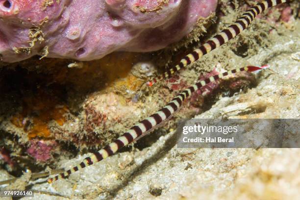 Banded Rope Fish 844 Banded Fish Stock Photos, High-Res Pictures, and Images - Getty Images