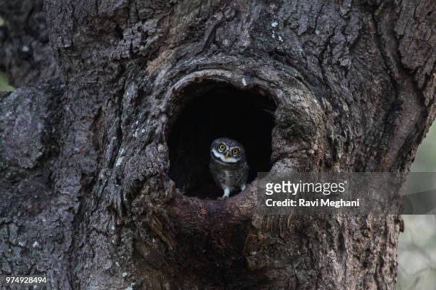 spotted owlet (athene brama) peeking out from tree hollow, bangalore, karnataka, india - brama stock-fotos und bilder