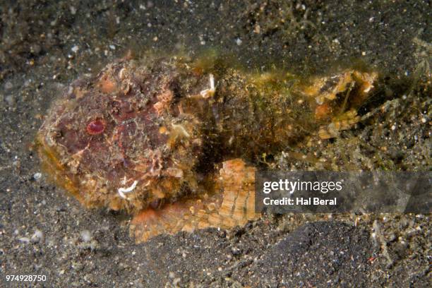 flasher scorpionfish - flasher stock pictures, royalty-free photos & images