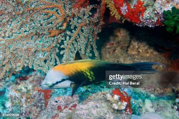 slingjaw wrasse - slingjaw wrasse stock pictures, royalty-free photos & images