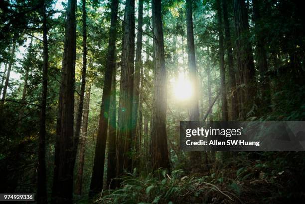 moraga woods - allen sw huang stock pictures, royalty-free photos & images
