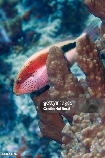 freckled hawkfish juvenile - hawkfish stock pictures, royalty-free photos & images