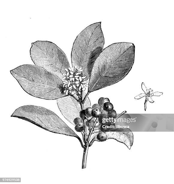 botany plants antique engraving illustration: skimmia oblata veitchii - veitchii stock illustrations
