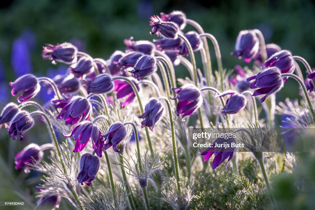 Close-up of bellflowers, Salaspils, Latvia