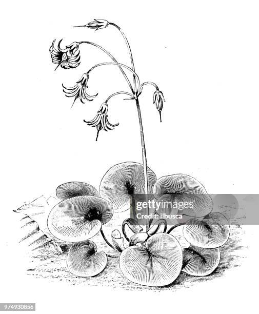 botany plants antique engraving illustration: soldanella montana - soldanella stock illustrations