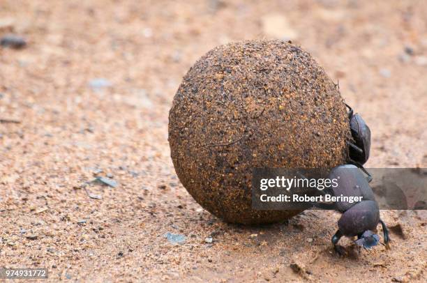 dung beetle - dung beetle stock-fotos und bilder