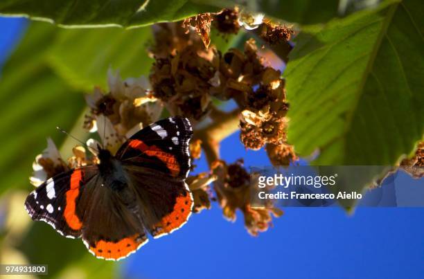 christmas' butterfly - mariposa numerada fotografías e imágenes de stock