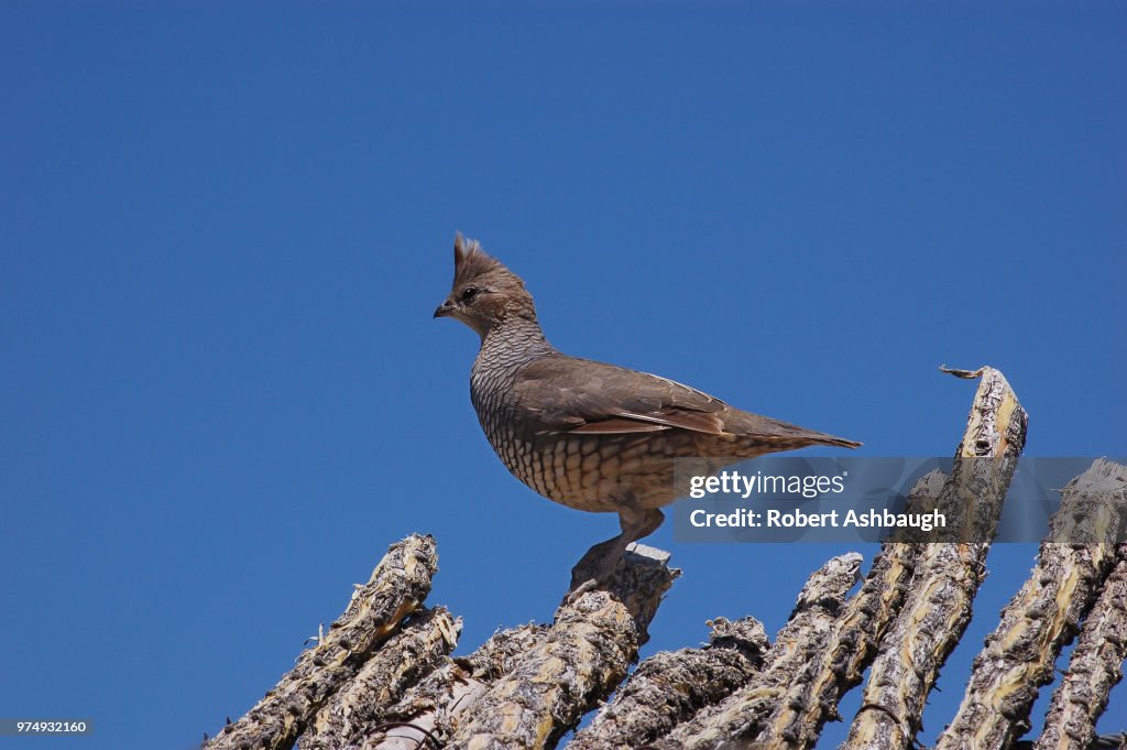 Scaled Quail (Callipepla squamata)