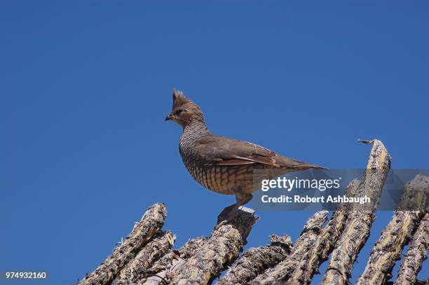 scaled quail (callipepla squamata) - callipepla squamata stock pictures, royalty-free photos & images