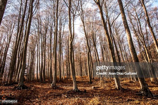 Fageda Bio 130 Fageda Stock Photos, High-Res Pictures, and Images - Getty Images