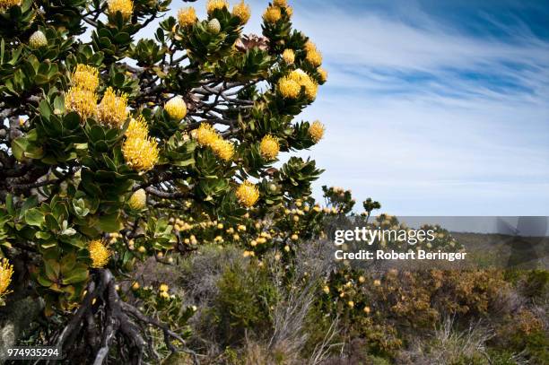 protea bush - protea stock pictures, royalty-free photos & images