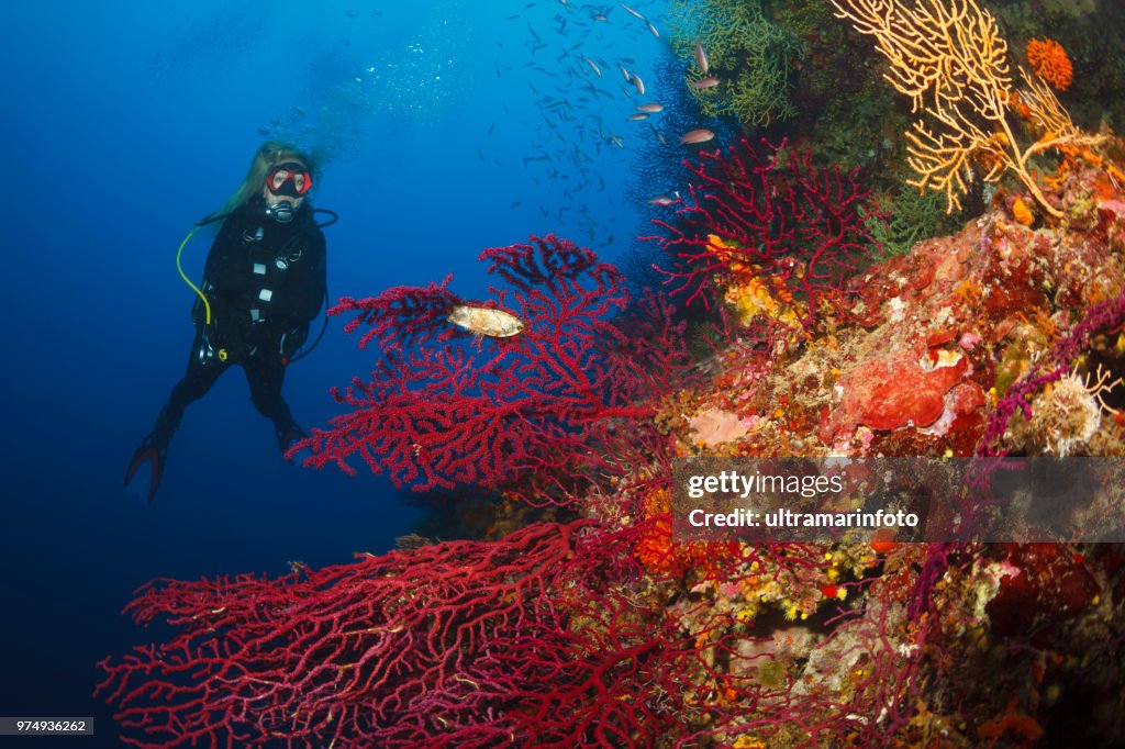 Gorgonien Korallen tauchen erkunden und genießen Coral reef Meer Leben Sporting Frauen langes blondes Haar Wasser Sport Taucher Sicht