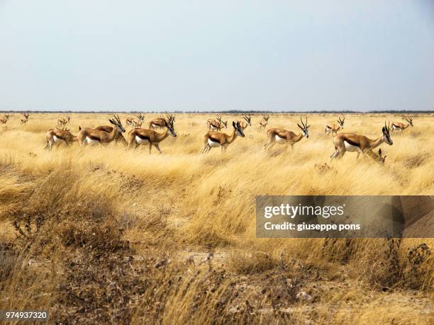 herd of gazelles on savannah, halali, namibia - gazelle stock pictures, royalty-free photos & images