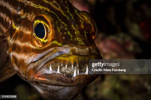protector - cardinalfish stock pictures, royalty-free photos & images