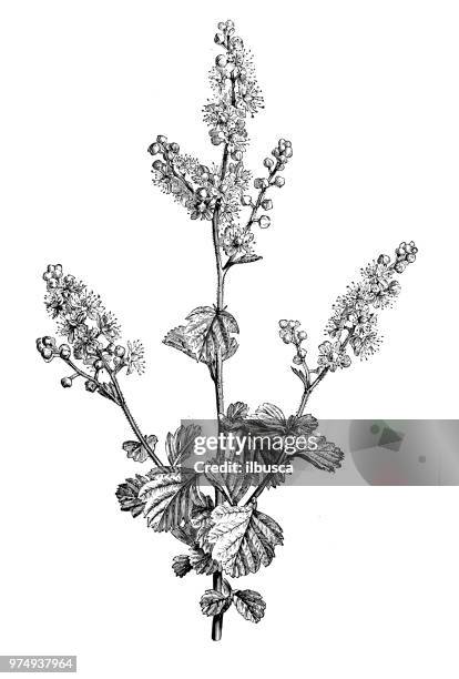 botany plants antique engraving illustration: spiraea discolor dumosa, holodiscus discolor, ocean spray, oceanspray, creambush - spirea stock illustrations