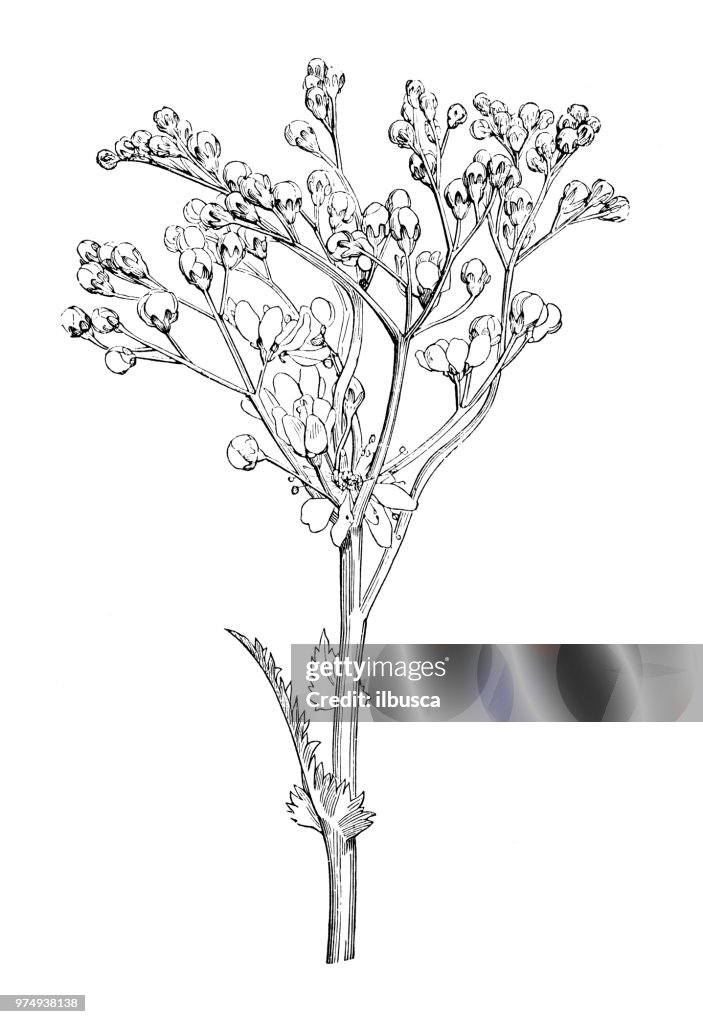 Botany plants antique engraving illustration: Filipendula ulmaria, meadowsweet, mead wort