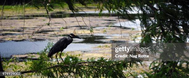 Begin Rotte Rivier Rotte (River) Photos and Premium High Res Pictures - Getty Images