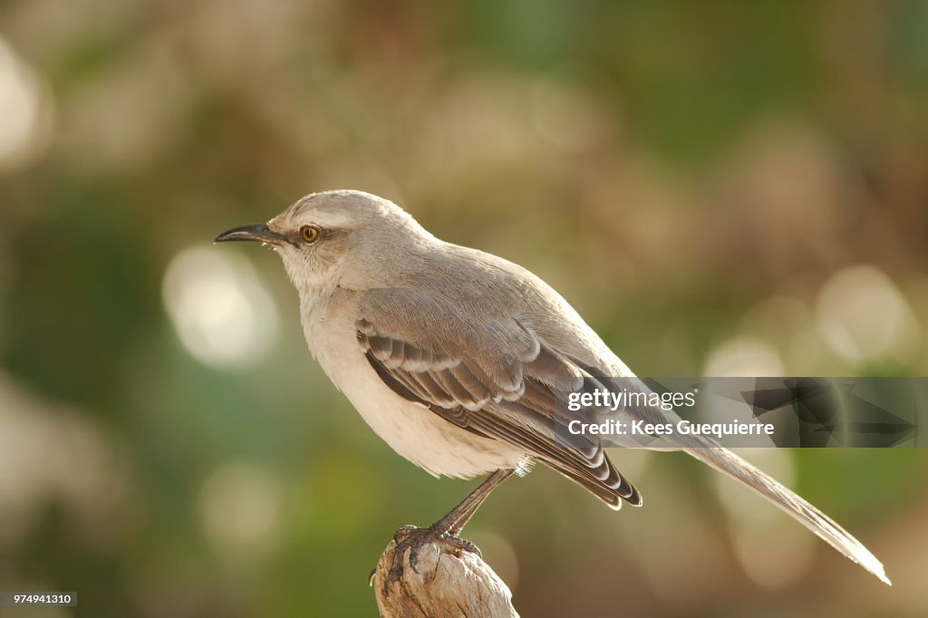 Tropical Mockingbird