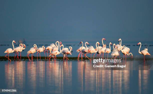 greater flamingos (phoenicopterus roseus) standing in water - greater flamingo stock-fotos und bilder