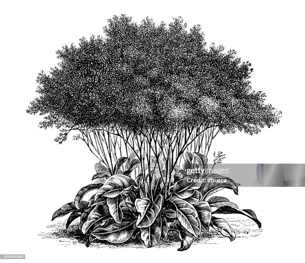 Botany plants antique engraving illustration: statice elata