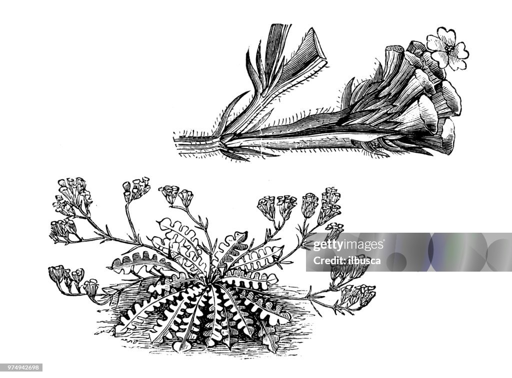 Botany plants antique engraving illustration: Statice sinuata