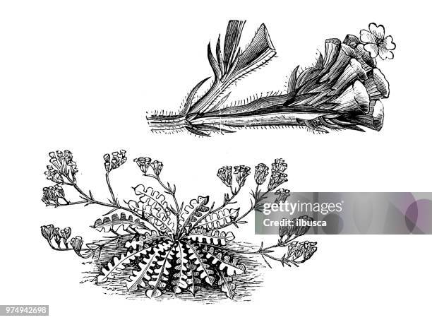 botany plants antique engraving illustration: statice sinuata - limonium sinuatum stock illustrations