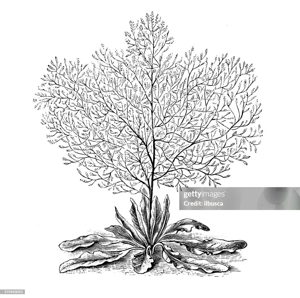 Botany plants antique engraving illustration: Statice tatarica