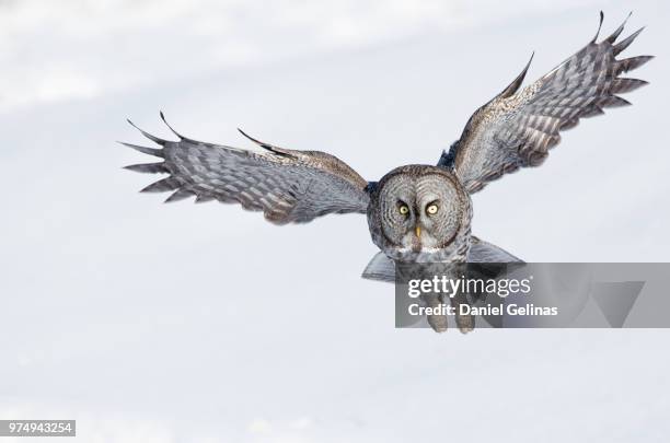 great grey owl flying, quebec, canada - great grey owl stock pictures, royalty-free photos & images